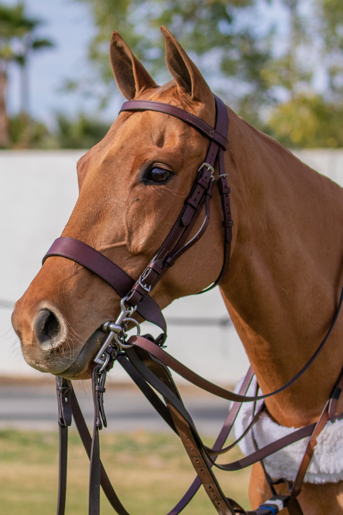 Domestic Polo Bridle-Pelham-no breast