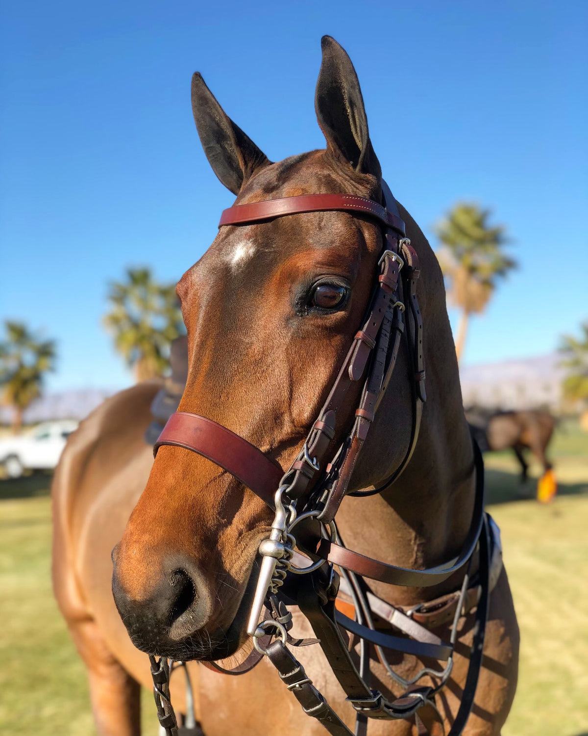 Domestic Leather Polo Bridle - Double